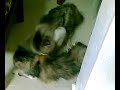 Cat Romance Cat Romance