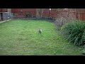 chicken's doing the benny hill run around