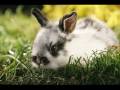 videos de LES LAPINS