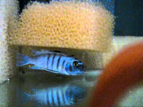 how to care for mbuna fry