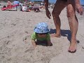 Beach Day
