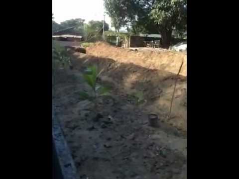 how to fertilize passion fruit