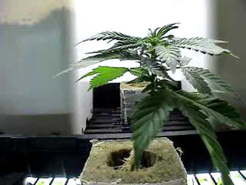 how to transplant clones from rockwool to soil
