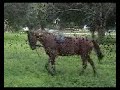 \"Gerald\", a Magnificent Akhal-Teke Stallion