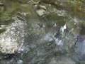 Fishing in Friuli Venezia Giulia - North-East Italy