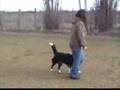 THE COMPETITION:  Borzoi vs Border Collie