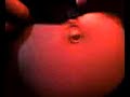 Belly Button Going from Inny to Outy