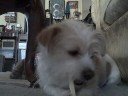 wendy and her chewy