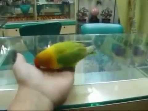 Попугай, который видел секс
