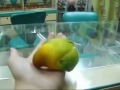 Попугай, который видел секс .flv