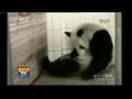 GMTV - Panda almost eats own baby (07.07.08)