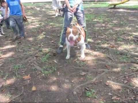pitbull