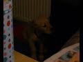 Funny ciko