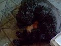 niñera de gatitos