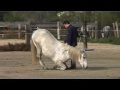 Lorenzo National Horse Show