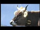 Naul Trailer
