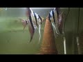 Taiwanese ?????? altum Angelfish Fighting