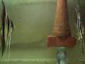 Taiwanese 埃及神仙打鬥 altum Angelfish Fighting