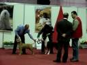 Ch Fabled Don King of Rings - KCSP