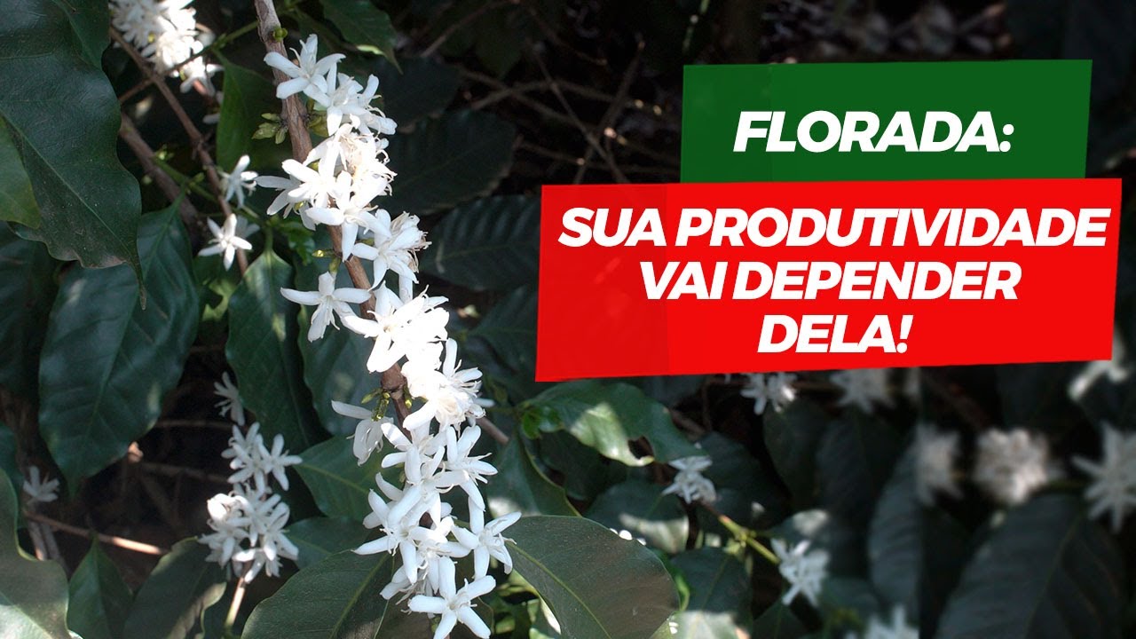 Cuidar das flores e das folhas. Essa é a prioridade agora!| No Pé do Café