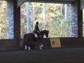 DonnerFeld HVH: 2005 Hanoverian Gelding