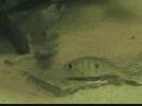 spawning geophagus sp. 
