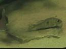 spawning geophagus sp. 