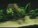 spawning geophagus sp. 