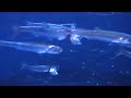 Anchovies swimming - Engraulis mordax Anchovies swimming - Engraulis mordax