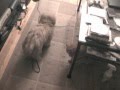 Bichón Habanero video