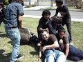DOG   PILE !