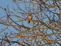 The song of the mistle thrush.