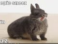 Very Funny Animals 6