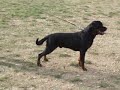 rottweiler Gil from brodgar of orkney