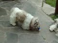 manada de shih tzu saca de paseo a los juguetes!!!.flv
