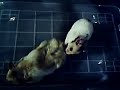 Copula de hamsters dorado