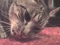 Cat Eats Mouse Cat Eats Mouse
