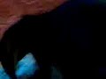 el ni�o q c cree perro y luego gato!!