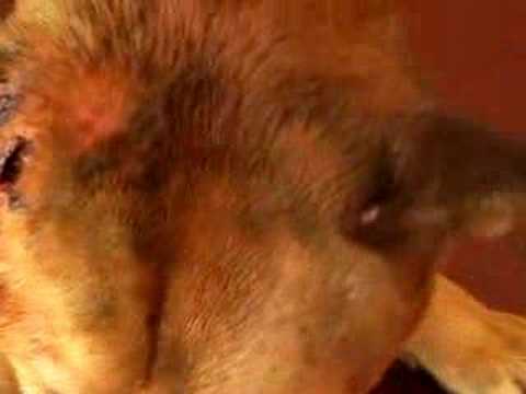Stray Dog Injury