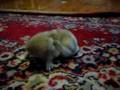 Baby Bunny James Bunn and the Itch (3 Weeks Old)