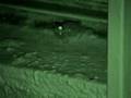videos de Coqui frog