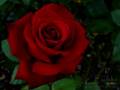 Domian - Jule und die Rose