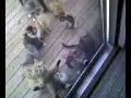 Kittens Are Hungry