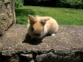 videos de Vixey - 6 Week Old Lionhead Bunny