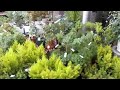 12月花木・郡山園芸センターの花鉢コーナー