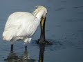 Esp�tula (Platalea leucorodia)