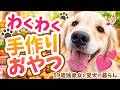 【わくわく💓オヤツ作り😋ゴールデンレトリバー】#大型犬 #ゴールデンレトリバー #ゴールデン#大型犬のいる生活 #癒し #可愛い犬