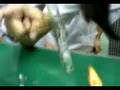 videos de carmelites