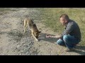 Das Hundeleid in Rumänien (Von Bukarest bis Transilvanien 2011)