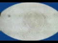 MSU IIT SeaUrchin Bioessay